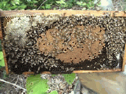 Nucleus Hives 